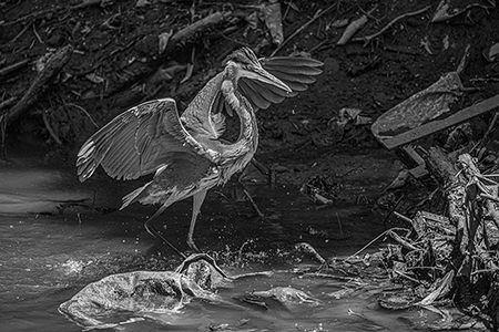 Contaminación Ambiental